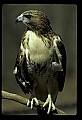 10550-00010-Red-tailed Hawk, Buteo jamaicansis.jpg