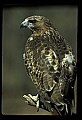 10550-00011-Red-tailed Hawk, Buteo jamaicansis.jpg