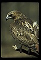 10550-00012-Red-tailed Hawk, Buteo jamaicansis.jpg