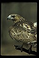 10550-00013-Red-tailed Hawk, Buteo jamaicansis.jpg