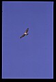 10554-00005-Golden Eagle, Aquila chrysaetos.jpg