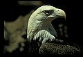 10555-00001-Bald Eagles, Haliaeetus leucocephalus.jpg
