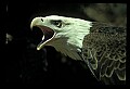 10555-00002-Bald Eagles, Haliaeetus leucocephalus.jpg