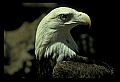 10555-00003-Bald Eagles, Haliaeetus leucocephalus.jpg
