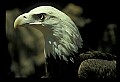 10555-00004-Bald Eagles, Haliaeetus leucocephalus.jpg