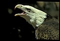 10555-00005-Bald Eagles, Haliaeetus leucocephalus.jpg