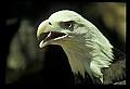 10555-00006-Bald Eagles, Haliaeetus leucocephalus.jpg