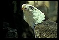 10555-00007-Bald Eagles, Haliaeetus leucocephalus.jpg