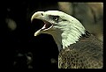 10555-00008-Bald Eagles, Haliaeetus leucocephalus.jpg