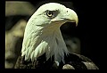 10555-00009-Bald Eagles, Haliaeetus leucocephalus.jpg