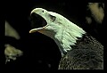 10555-00010-Bald Eagles, Haliaeetus leucocephalus.jpg