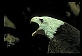 10555-00011-Bald Eagles, Haliaeetus leucocephalus.jpg