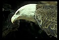 10555-00012-Bald Eagles, Haliaeetus leucocephalus.jpg
