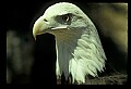 10555-00013-Bald Eagles, Haliaeetus leucocephalus.jpg