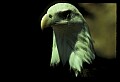 10555-00014-Bald Eagles, Haliaeetus leucocephalus.jpg