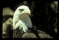 10555-00015-Bald Eagles, Haliaeetus leucocephalus.jpg