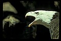 10555-00016-Bald Eagles, Haliaeetus leucocephalus.jpg
