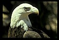 10555-00017-Bald Eagles, Haliaeetus leucocephalus.jpg