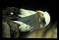 10555-00018-Bald Eagles, Haliaeetus leucocephalus.jpg