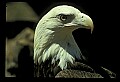 10555-00019-Bald Eagles, Haliaeetus leucocephalus.jpg