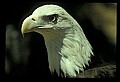 10555-00020-Bald Eagles, Haliaeetus leucocephalus.jpg