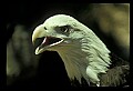 10555-00021-Bald Eagles, Haliaeetus leucocephalus.jpg