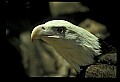 10555-00022-Bald Eagles, Haliaeetus leucocephalus.jpg