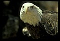 10555-00023-Bald Eagles, Haliaeetus leucocephalus.jpg