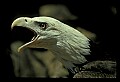 10555-00024-Bald Eagles, Haliaeetus leucocephalus.jpg