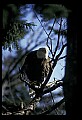 10555-00026-Bald Eagles, Haliaeetus leucocephalus.jpg