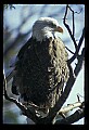 10555-00027-Bald Eagles, Haliaeetus leucocephalus.jpg