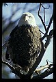 10555-00028-Bald Eagles, Haliaeetus leucocephalus.jpg