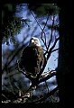 10555-00029-Bald Eagles, Haliaeetus leucocephalus.jpg