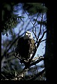10555-00030-Bald Eagles, Haliaeetus leucocephalus.jpg