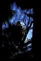 10555-00031-Bald Eagles, Haliaeetus leucocephalus.jpg