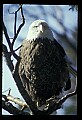 10555-00032-Bald Eagles, Haliaeetus leucocephalus.jpg