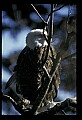 10555-00033-Bald Eagles, Haliaeetus leucocephalus.jpg