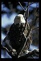 10555-00034-Bald Eagles, Haliaeetus leucocephalus.jpg