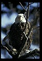 10555-00035-Bald Eagles, Haliaeetus leucocephalus.jpg