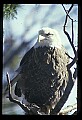 10555-00037-Bald Eagles, Haliaeetus leucocephalus.jpg