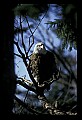 10555-00038-Bald Eagles, Haliaeetus leucocephalus.jpg