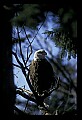 10555-00039-Bald Eagles, Haliaeetus leucocephalus.jpg