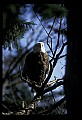 10555-00040-Bald Eagles, Haliaeetus leucocephalus.jpg