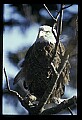 10555-00041-Bald Eagles, Haliaeetus leucocephalus.jpg