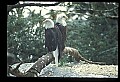10555-00049-Bald Eagles, Haliaeetus leucocephalus.jpg