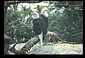 10555-00050-Bald Eagles, Haliaeetus leucocephalus.jpg