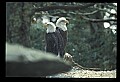 10555-00053-Bald Eagles, Haliaeetus leucocephalus.jpg