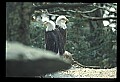 10555-00054-Bald Eagles, Haliaeetus leucocephalus.jpg