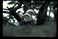 10555-00056-Bald Eagles, Haliaeetus leucocephalus.jpg