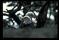 10555-00057-Bald Eagles, Haliaeetus leucocephalus.jpg